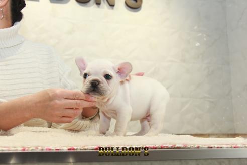 成約済の東京都のフレンチブルドッグ-123285の5枚目