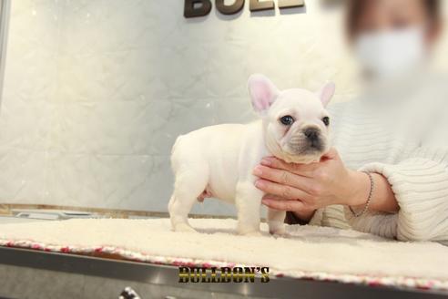成約済の東京都のフレンチブルドッグ-123285の3枚目