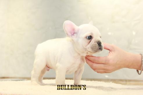 成約済の東京都のフレンチブルドッグ-123285の2枚目