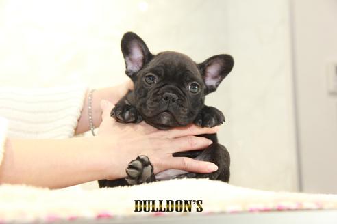 成約済の東京都のフレンチブルドッグ-123287