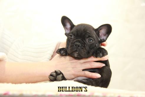 成約済の東京都のフレンチブルドッグ-123287の7枚目