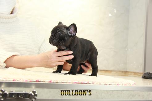 成約済の東京都のフレンチブルドッグ-123287の6枚目