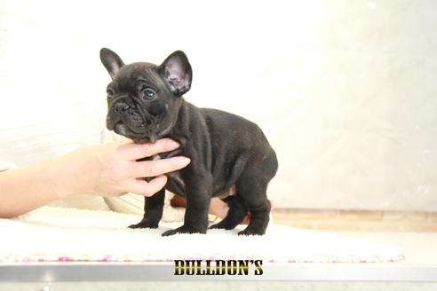 成約済の東京都のフレンチブルドッグ-123287の5枚目