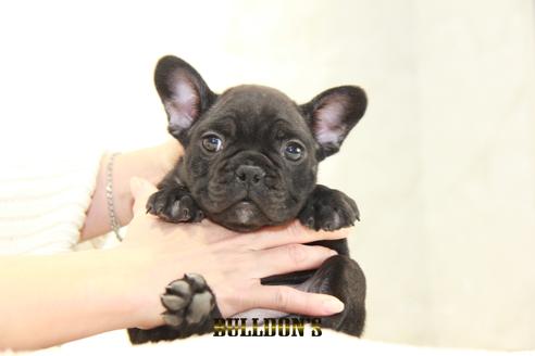 成約済の東京都のフレンチブルドッグ-123287の4枚目