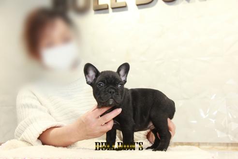 成約済の東京都のフレンチブルドッグ-123287の3枚目