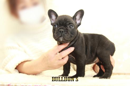 成約済の東京都のフレンチブルドッグ-123287の2枚目