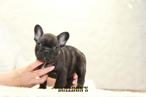 成約済の東京都のフレンチブルドッグ-123289