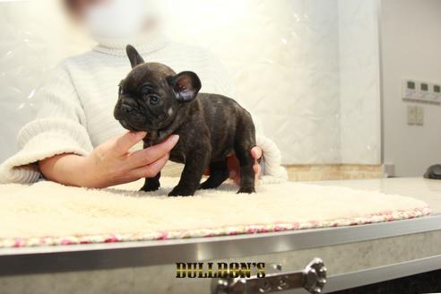 成約済の東京都のフレンチブルドッグ-123289の7枚目