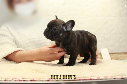 成約済の東京都のフレンチブルドッグ-123289の6枚目