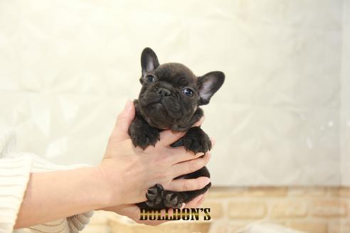 成約済の東京都のフレンチブルドッグ-123289の5枚目