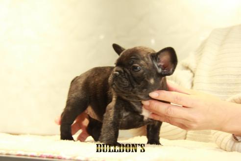 成約済の東京都のフレンチブルドッグ-123289の4枚目