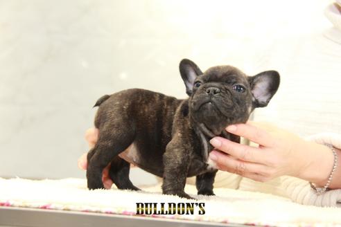 成約済の東京都のフレンチブルドッグ-123289の2枚目