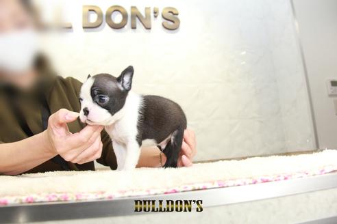 成約済の東京都のボストンテリア-123304の7枚目