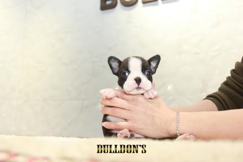 成約済の東京都のボストンテリア-123304の6枚目