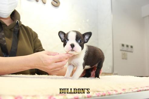 成約済の東京都のボストンテリア-123304の5枚目