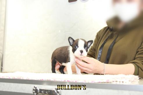 成約済の東京都のボストンテリア-123304の3枚目