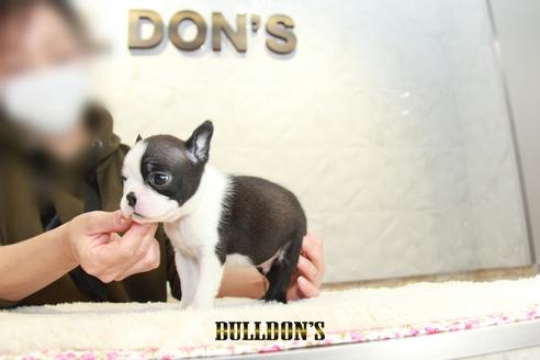 成約済の東京都のボストンテリア-123304の2枚目