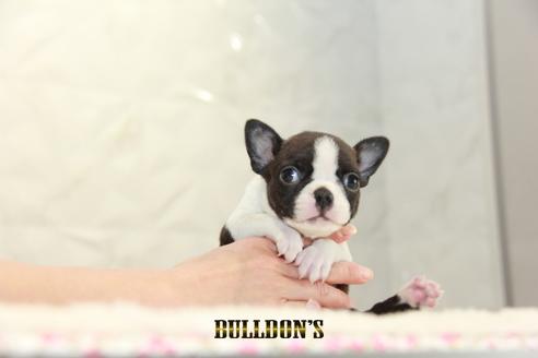 成約済の東京都のボストンテリア-123305の1枚目