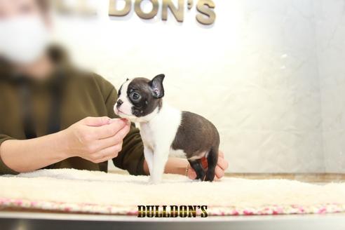 成約済の東京都のボストンテリア-123305の4枚目