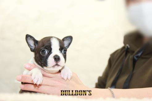 成約済の東京都のボストンテリア-123305の3枚目