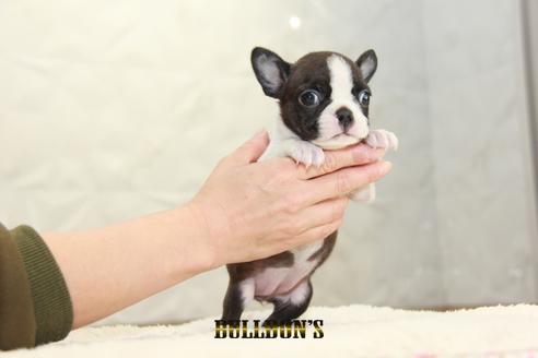 成約済の東京都のボストンテリア-123305の2枚目