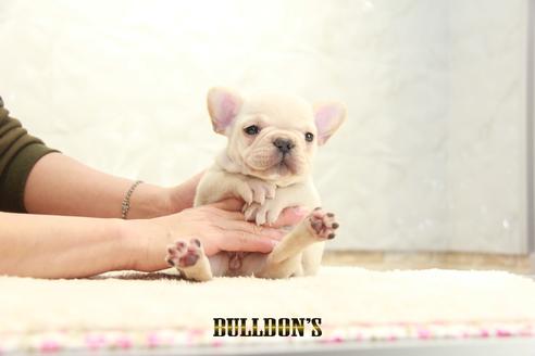 成約済の東京都のフレンチブルドッグ-123307の7枚目