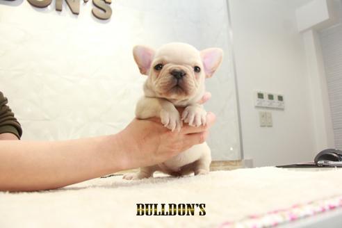 成約済の東京都のフレンチブルドッグ-123307の5枚目