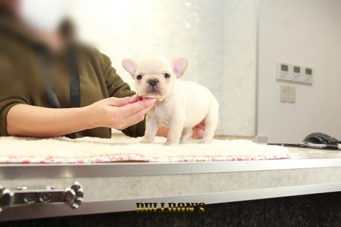 成約済の東京都のフレンチブルドッグ-123307の3枚目