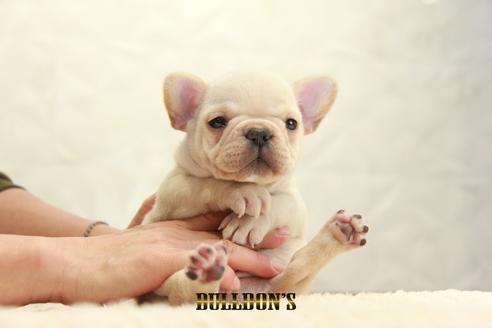 成約済の東京都のフレンチブルドッグ-123307の2枚目