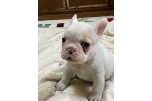 50万円以下のフレンチブルドッグの子犬を探す ブリーダーナビ 50万円以下のフレンチブルドッグの子犬を探す ブリーダーナビ