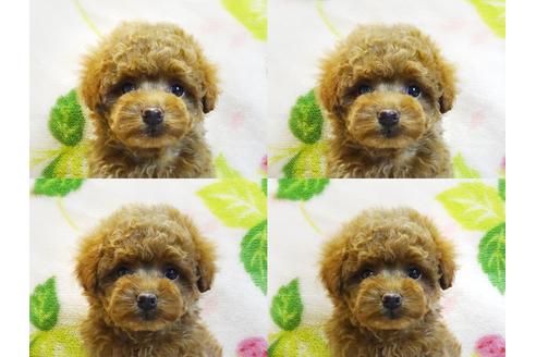 成約済の千葉県のトイプードル-123368の3枚目