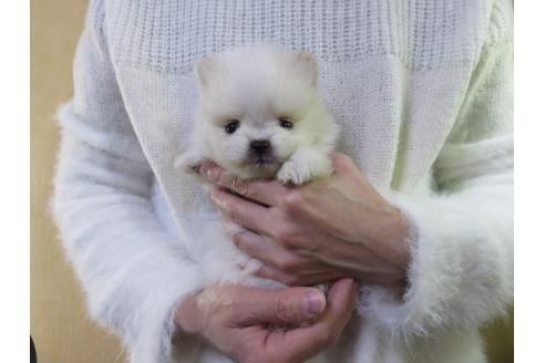 成約済の愛知県のポメラニアン-121200の3枚目