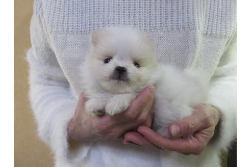 成約済の愛知県のポメラニアン-121200の1枚目