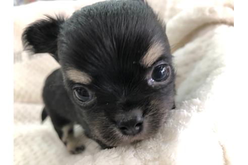 成約済の京都府のチワワ(ロングコート)-123378の4枚目