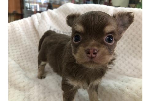 成約済の京都府のチワワ(ロングコート)-123379の2枚目