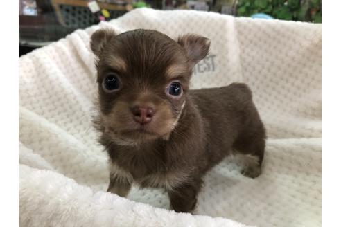 成約済の京都府のチワワ(ロングコート)-123379の3枚目