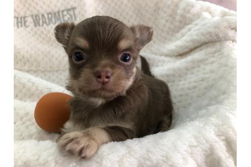 成約済の京都府のチワワ(ロングコート)-123379の4枚目