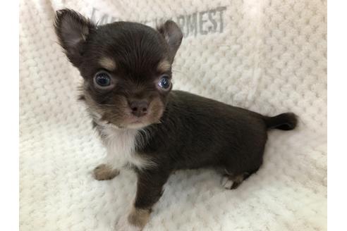 成約済の京都府のチワワ(ロングコート)-123380の2枚目