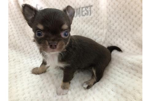 成約済の京都府のチワワ(ロングコート)-123380の1枚目