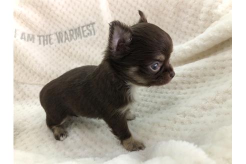 成約済の京都府のチワワ(ロングコート)-123380の4枚目