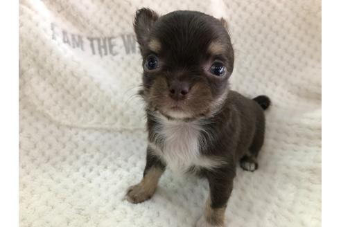 成約済の京都府のチワワ(ロングコート)-123380の5枚目