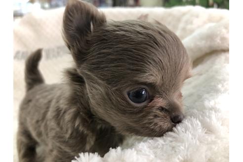 成約済の京都府のチワワ(ロングコート)-123381の6枚目