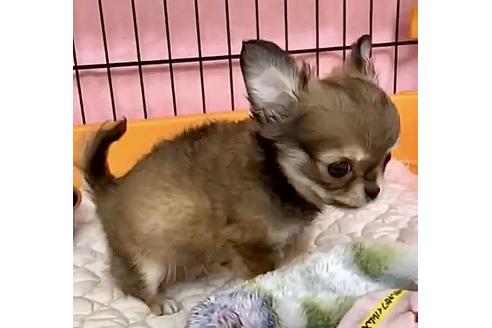成約済の神奈川県のチワワ(ロングコート)-117197の4枚目