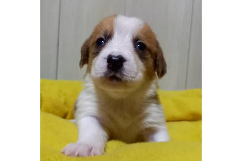 成約済の神奈川県のミックス犬-122642