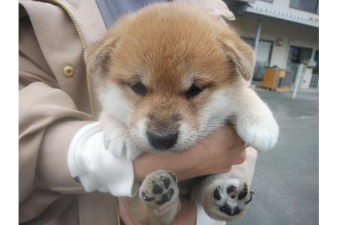 成約済の岡山県の柴犬-122016の1枚目