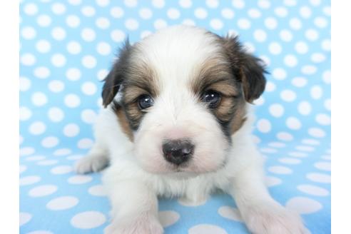 成約済の千葉県のパピヨン-123421の1枚目