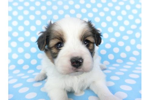 成約済の千葉県のパピヨン-123421の4枚目