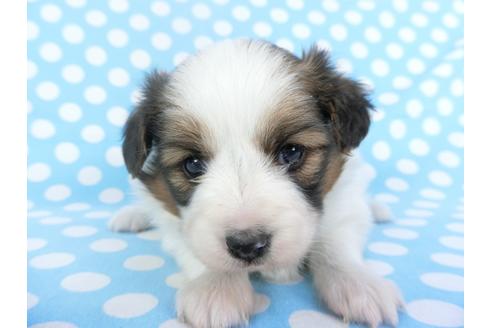 成約済の千葉県のパピヨン-123421の3枚目