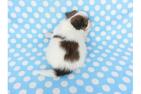 成約済の千葉県のパピヨン-123421の2枚目