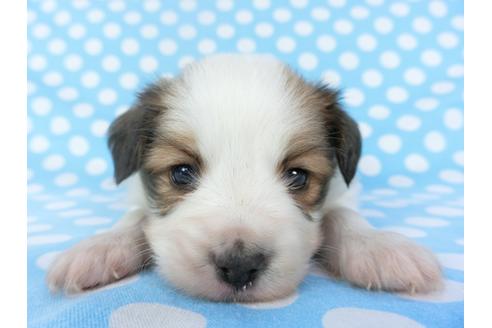 成約済の千葉県のパピヨン-123422の4枚目